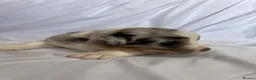 Australian Shepherd dogs for sale: Australia shepherd kc puppies 4 girls  - Advert 31