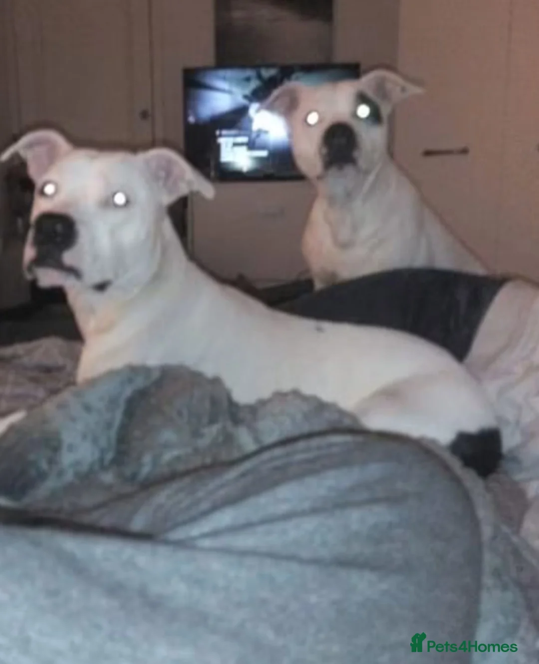 Mixed Breed dogs for sale: 2 gorgeous boys looking for forever home - Advert 3