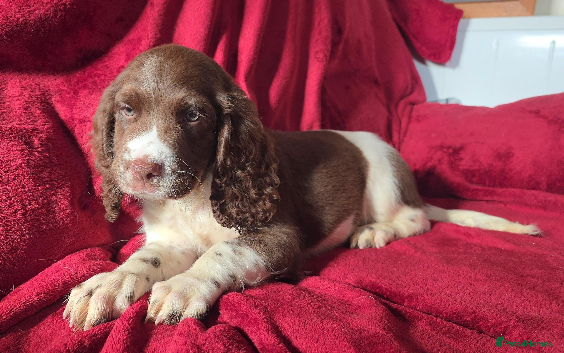 English Springer Spaniel dogs Ready KC Health Tested, Home Reared 5 ⭐️ Vetted  - Advert 1