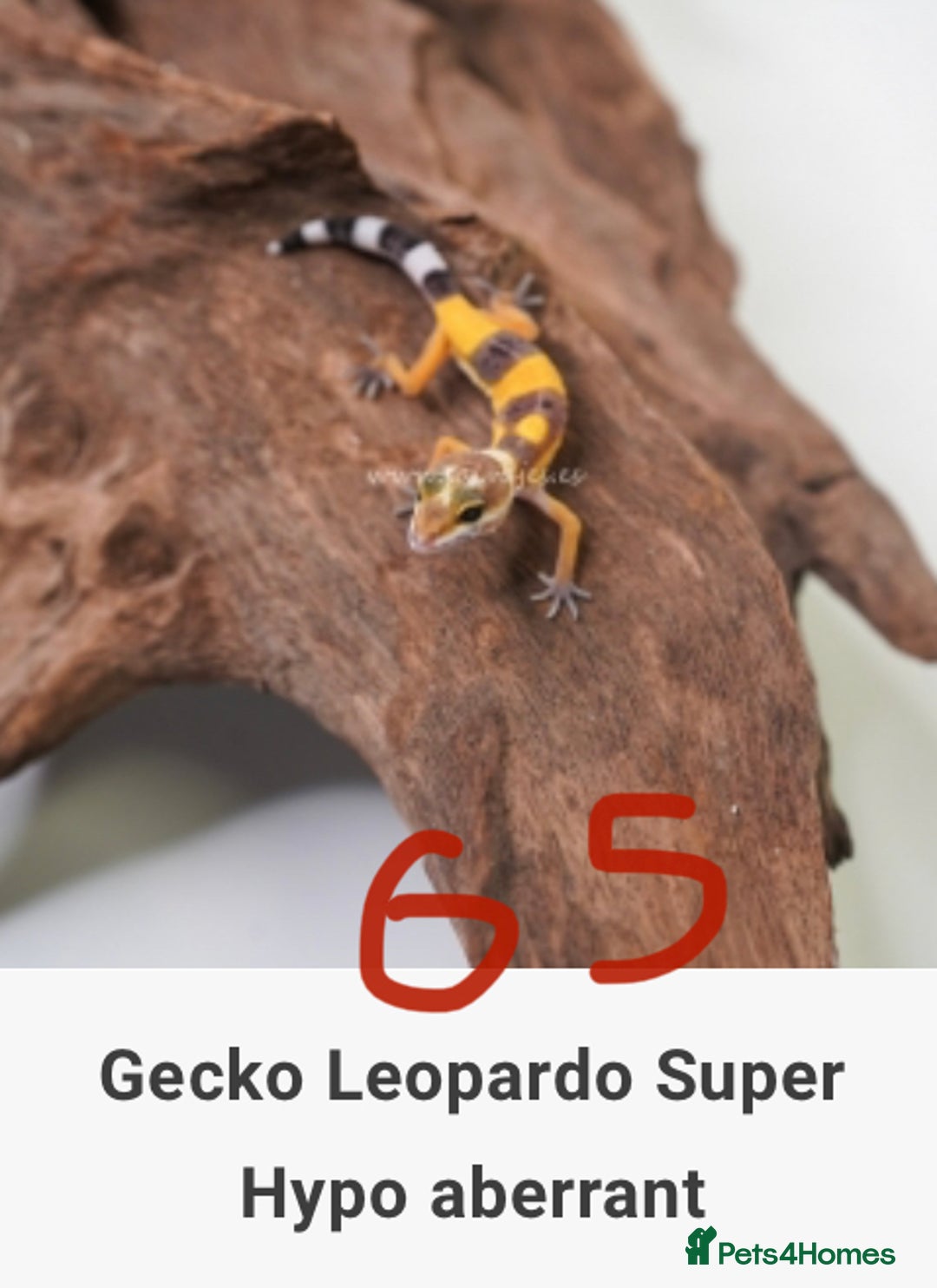 Gecko reptiles for sale: Crested and Leopard geckos available - Advert 14