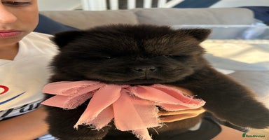 Chow Chow dogs - Advert 16