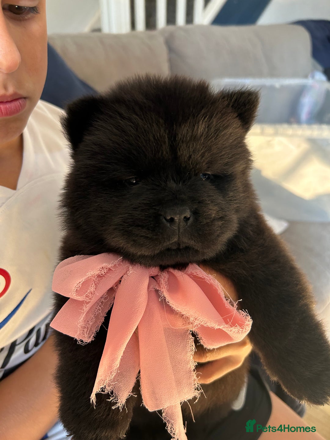 Chow Chow dogs for sale: Beautiful KC registered Chow Chow puppies  - Image 3