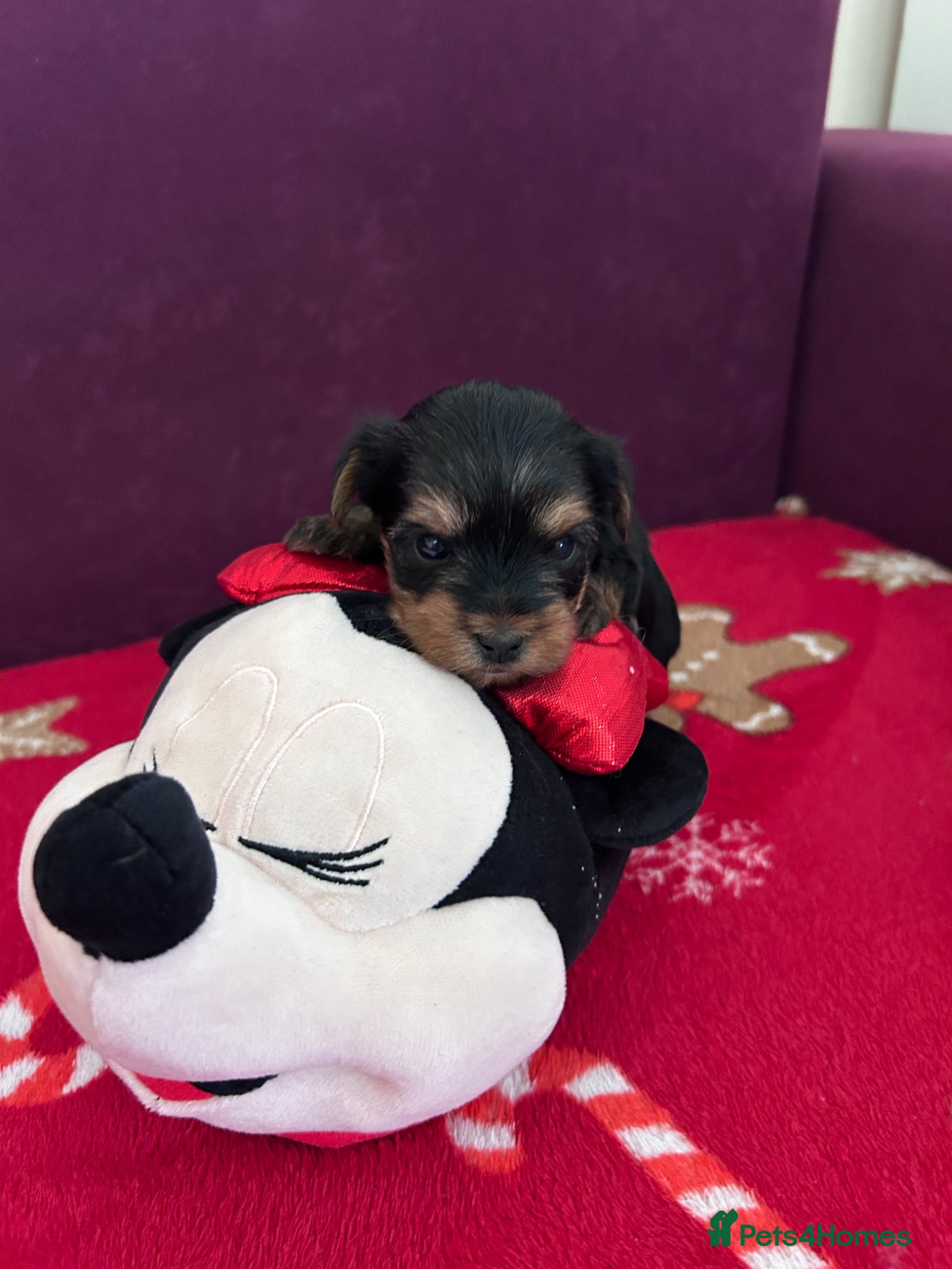 Yorkshire Terrier dogs for sale: Yorkshire Terrier puppiers - Advert 9