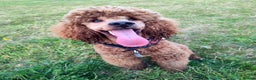 Miniature Poodle dogs for stud: Stunning health tested KC Red Miniature Poodle in Cannock - Advert 25