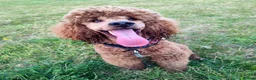 Miniature Poodle dogs for stud: Stunning health tested KC Red Miniature Poodle in Cannock - Advert 25
