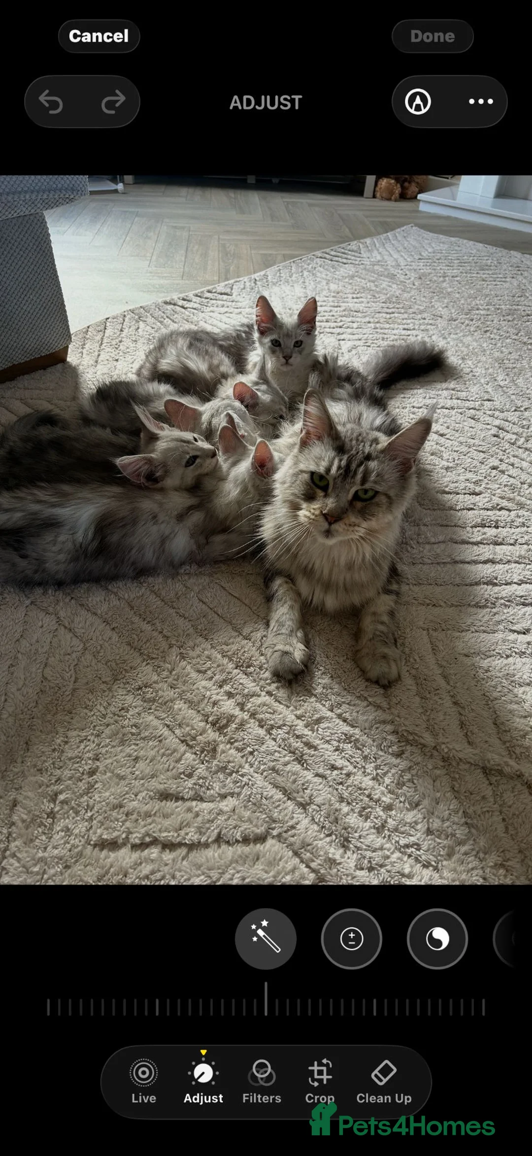 Maine Coon cats for sale: Majestic Maine coon Kittens - Advert 2