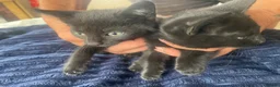 Mixed Breed cats for sale: Ready to go kittens  - Advert 2