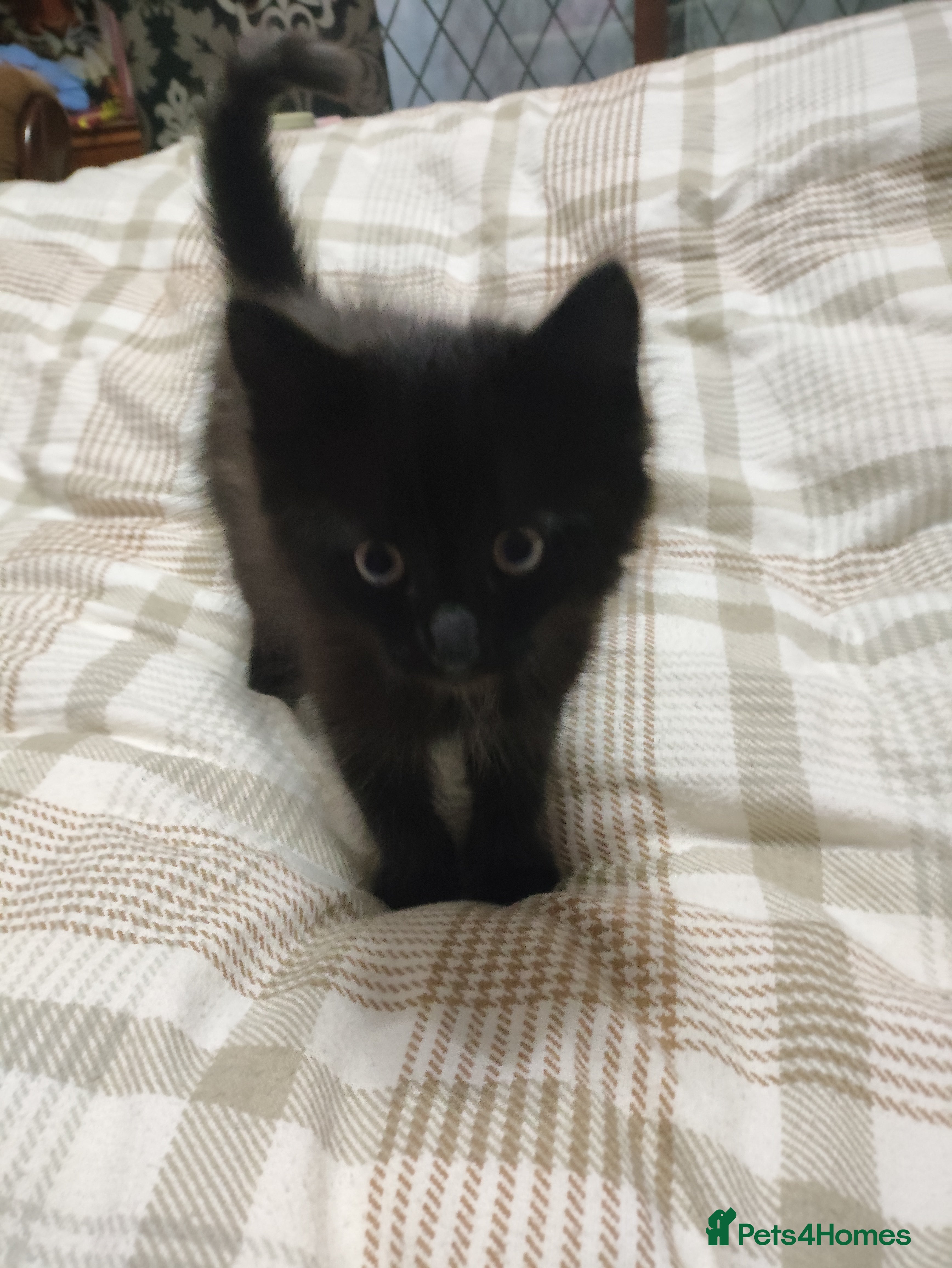 Mixed Breed cats Female kitten for sale - Advert 7