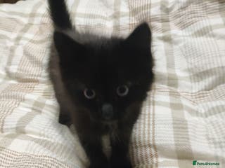 Mixed Breed cats Female kitten for sale - Advert 4