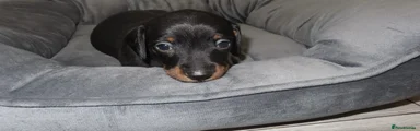 Black & Tan – Female