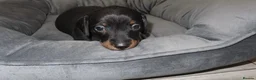 Miniature Dachshund dogs for sale: 5 Miniature Dachshund Puppies - Advert 9