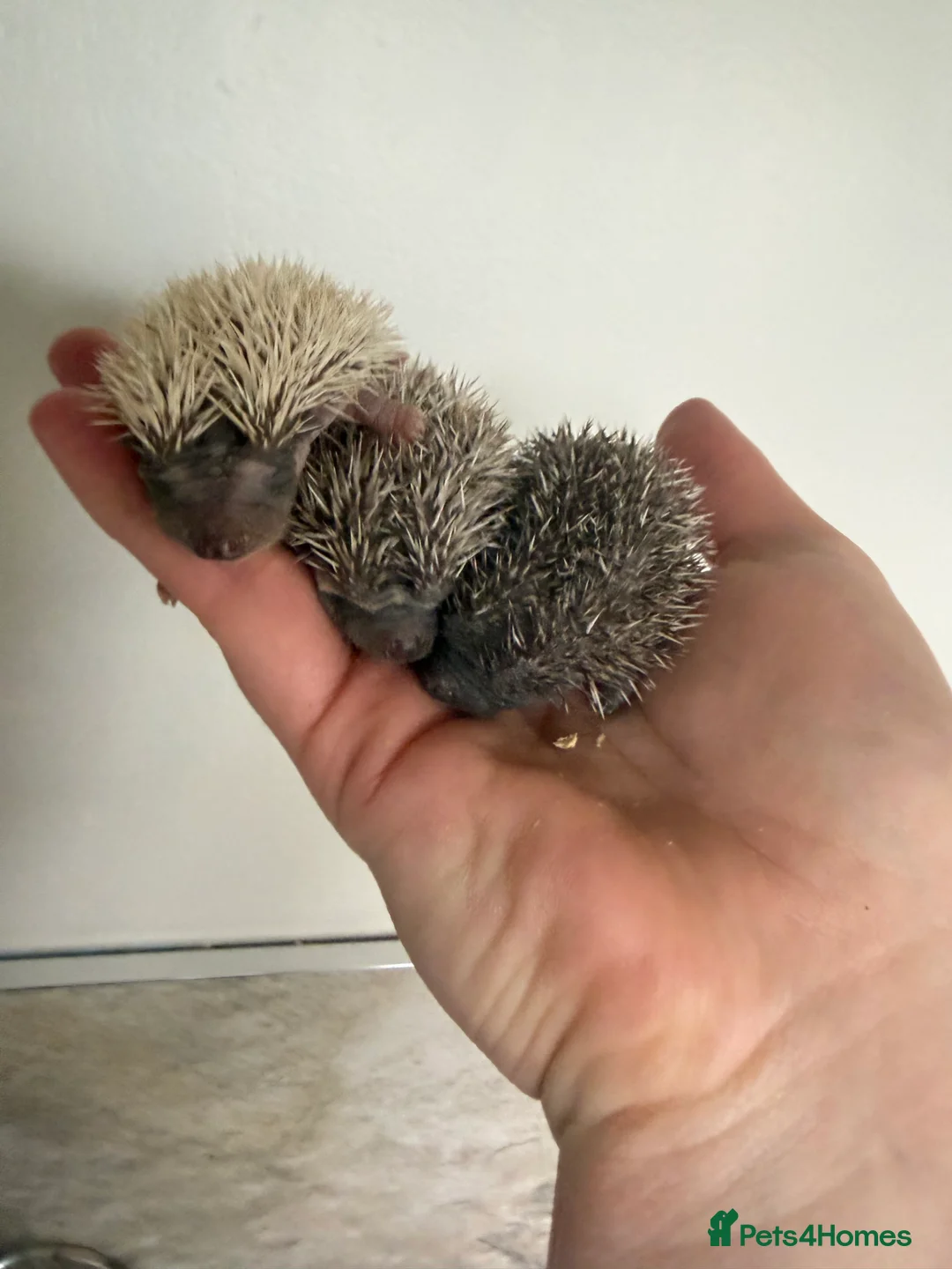 Pygmy Hedgehog rodents for sale: African Pygmg hedgehogs  - Advert 2