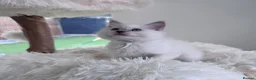 Ragdoll cats for sale: ✨ Beautiful GCCF Registered Ragdoll Kittens ✨ - Advert 21