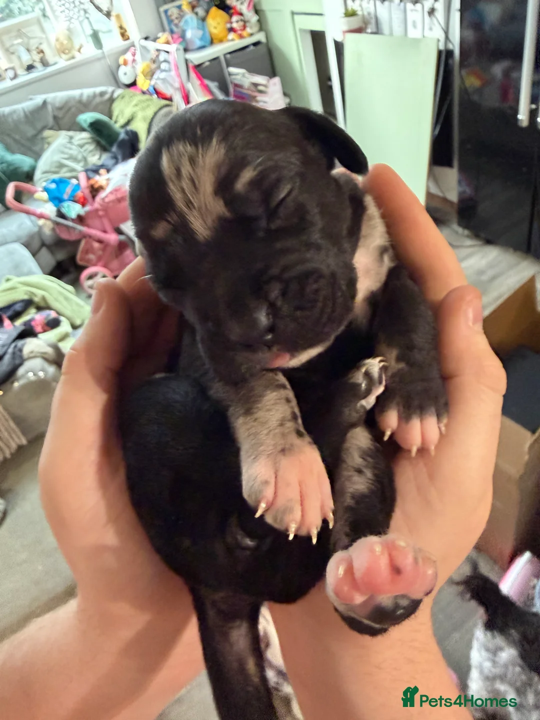 Cane Corso dogs for sale: Nearly ready * Beautiful chunky Cane Corso litter* - Advert 20