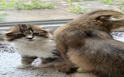 Scottish Fold cats for sale: Two beautiful kittens with mother - Image 11