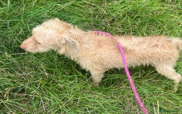 Mixed Breed dogs for adoption: Rocky * Westie x Poodle * 240781 - Image 3