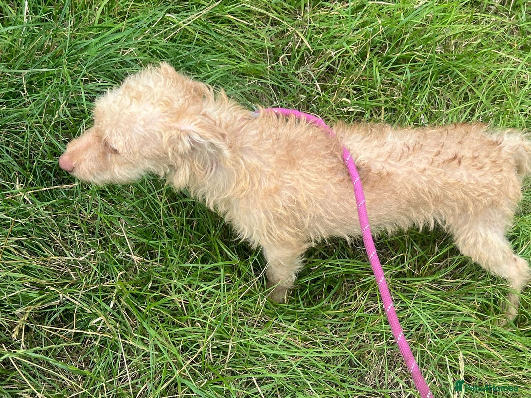 Mixed Breed dogs for adoption: Rocky * Westie x Poodle * 240781 - Image 3