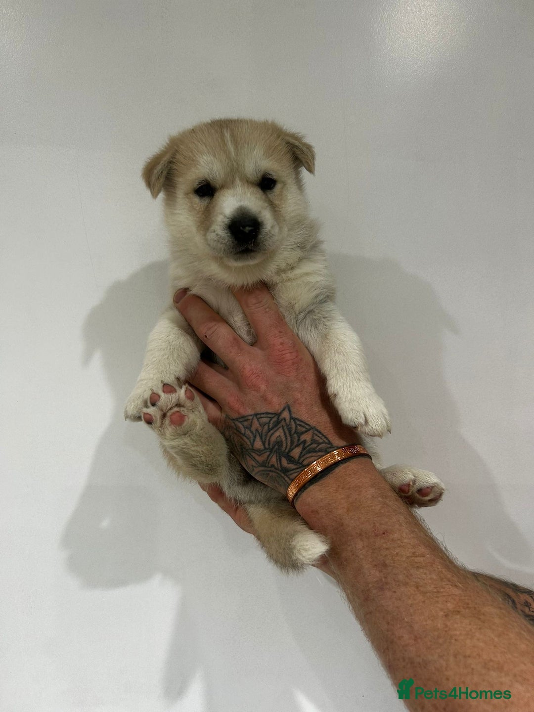 Siberian Husky dogs for sale: Gorgeous little husky pups - ready in two weeks - Advert 8