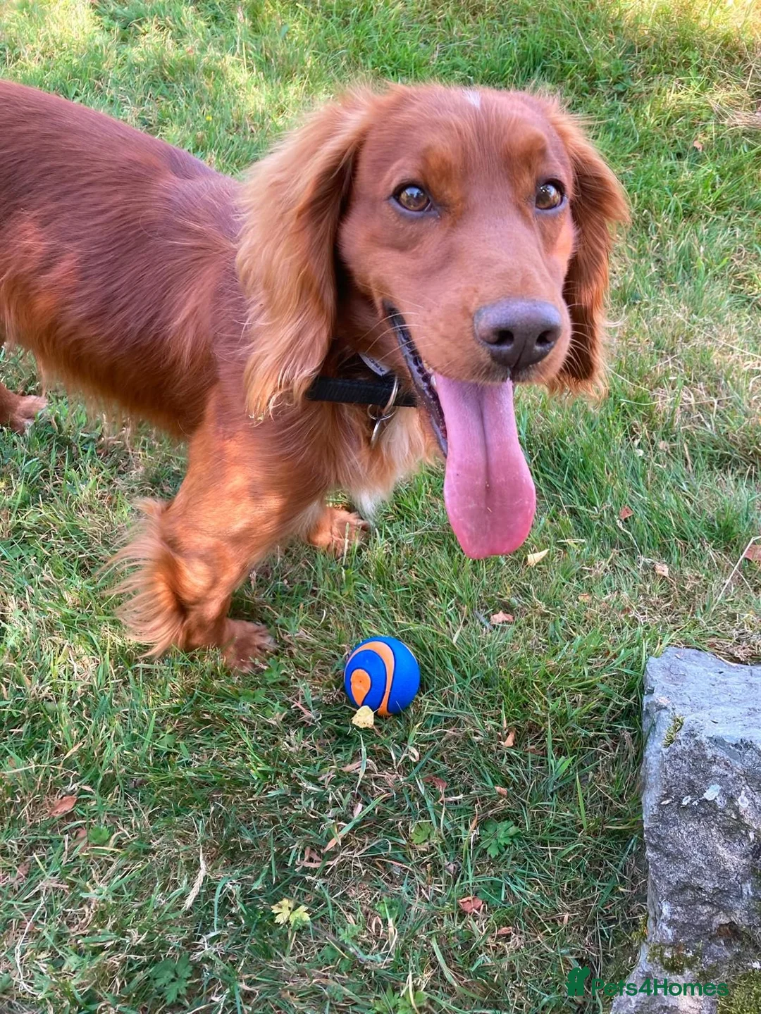 Cocker Spaniel dogs for stud: Red working cocker spaniel available for stud - Advert 2