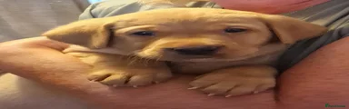 Labrador Retriever 1