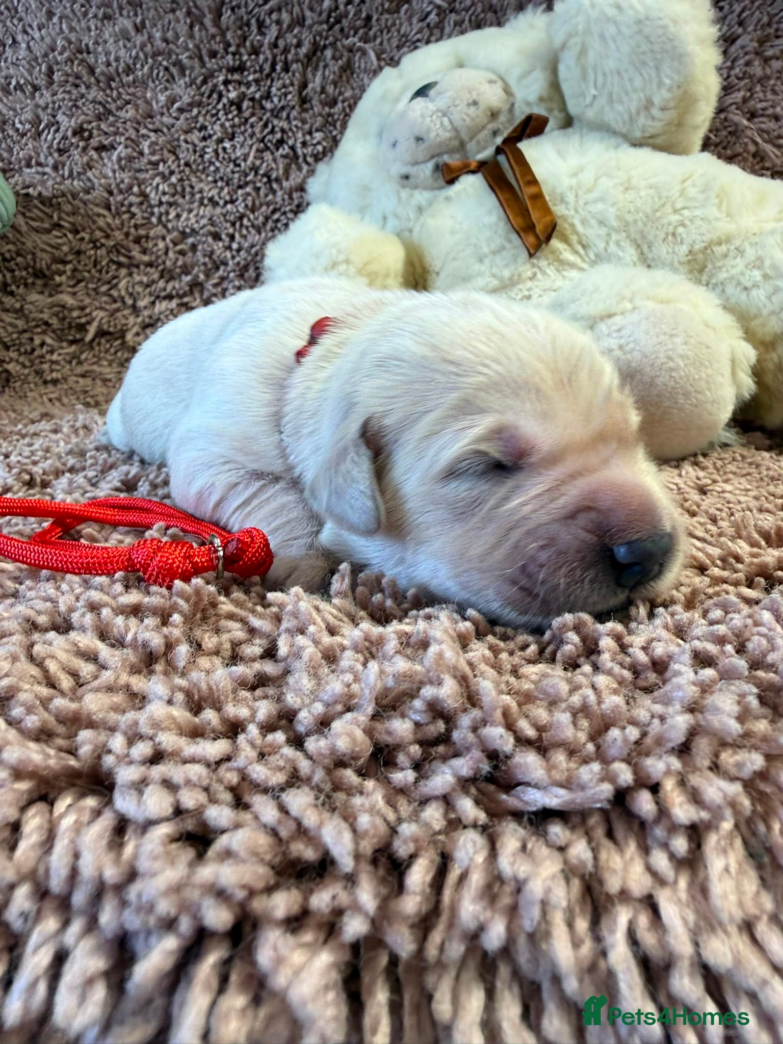 Golden Retriever dogs Golden Retriever Pups - Gorgeous  - Advert 1