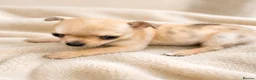 Chihuahua dogs for sale: Chihuahuas *Stunning Litter* LAST ONE Tiny - Advert 7