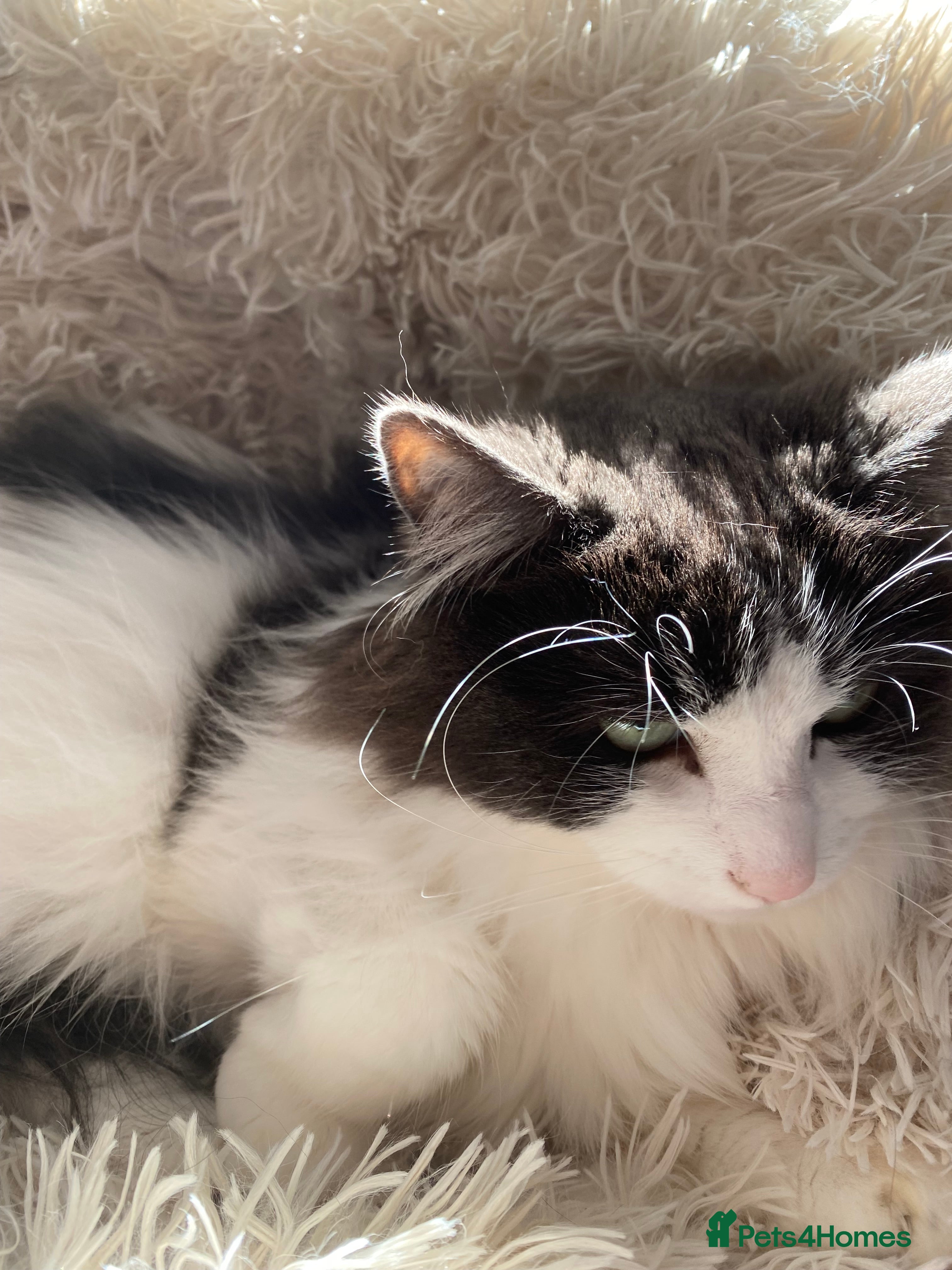 Ragdoll cats Almost 6 yr ragdoll cat - Advert 1