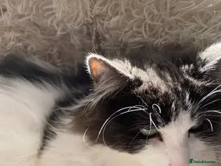 Ragdoll cats Almost 6 yr ragdoll cat - Advert 1