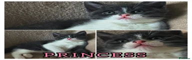 Grey & white girl “princess”