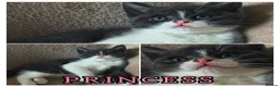 Mixed Breed cats for sale: Beautiful kittens, ready to leave on Friday. - Advert 3