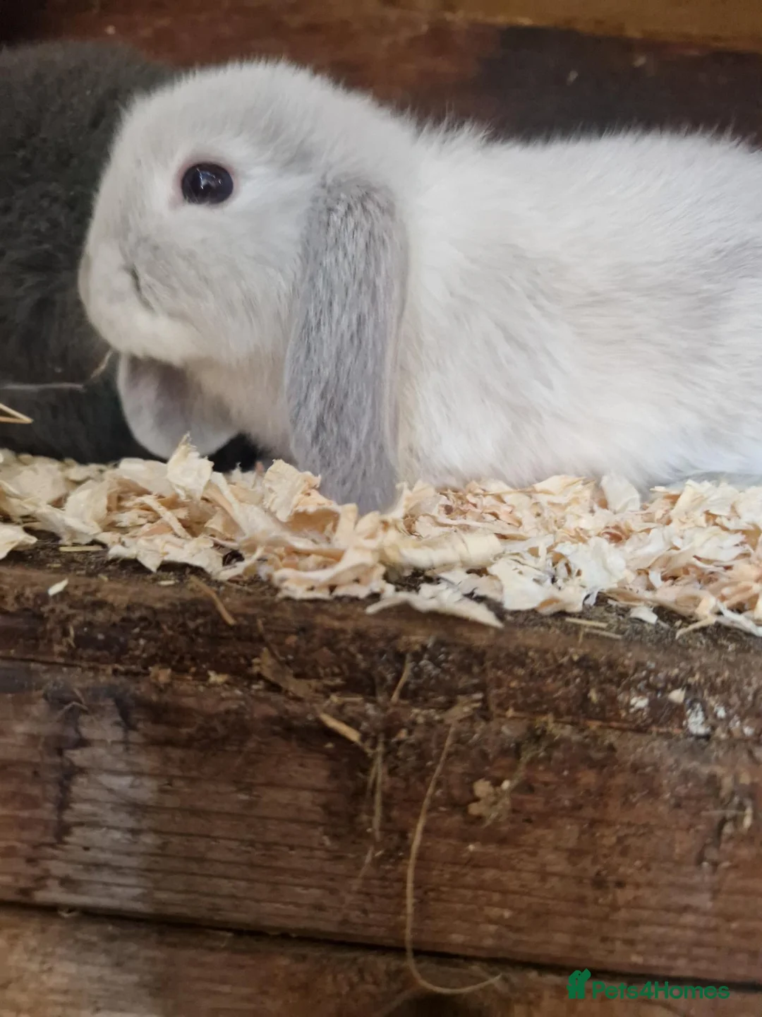 Mini Lop rabbits for sale: Baby Mini Lops - Advert 2