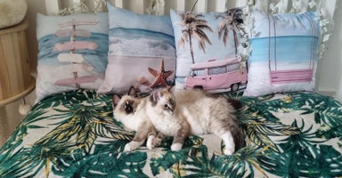 Ragdoll cats - Advert 12