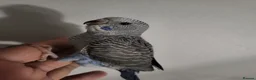 Budgerigars birds for sale: Bfbw budgie - Advert 7