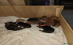 Mixed Breed dogs for sale: Mastiff x rottweiler  - Image 12