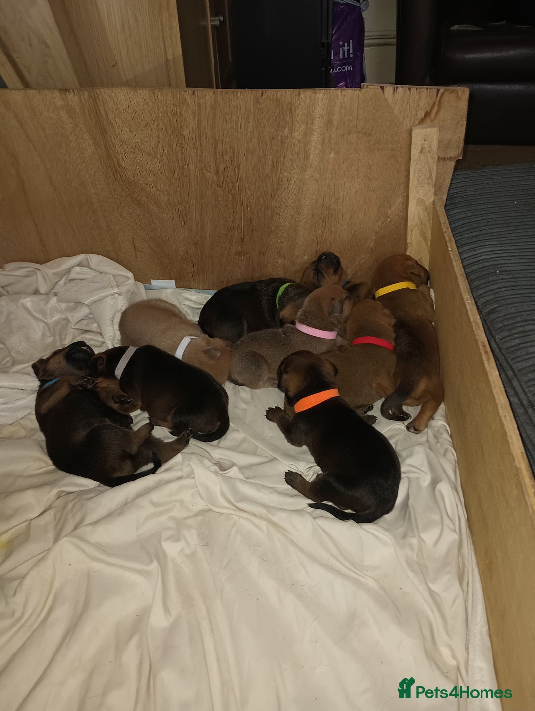 Mixed Breed dogs for sale: Mastiff x rottweiler  - Image 12