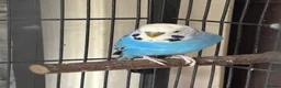 Budgerigars birds for sale: 2 male budgies for sale  - Advert 3