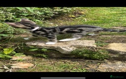 Bengal cats for sale: Stunning Bengal Plus - Image 30