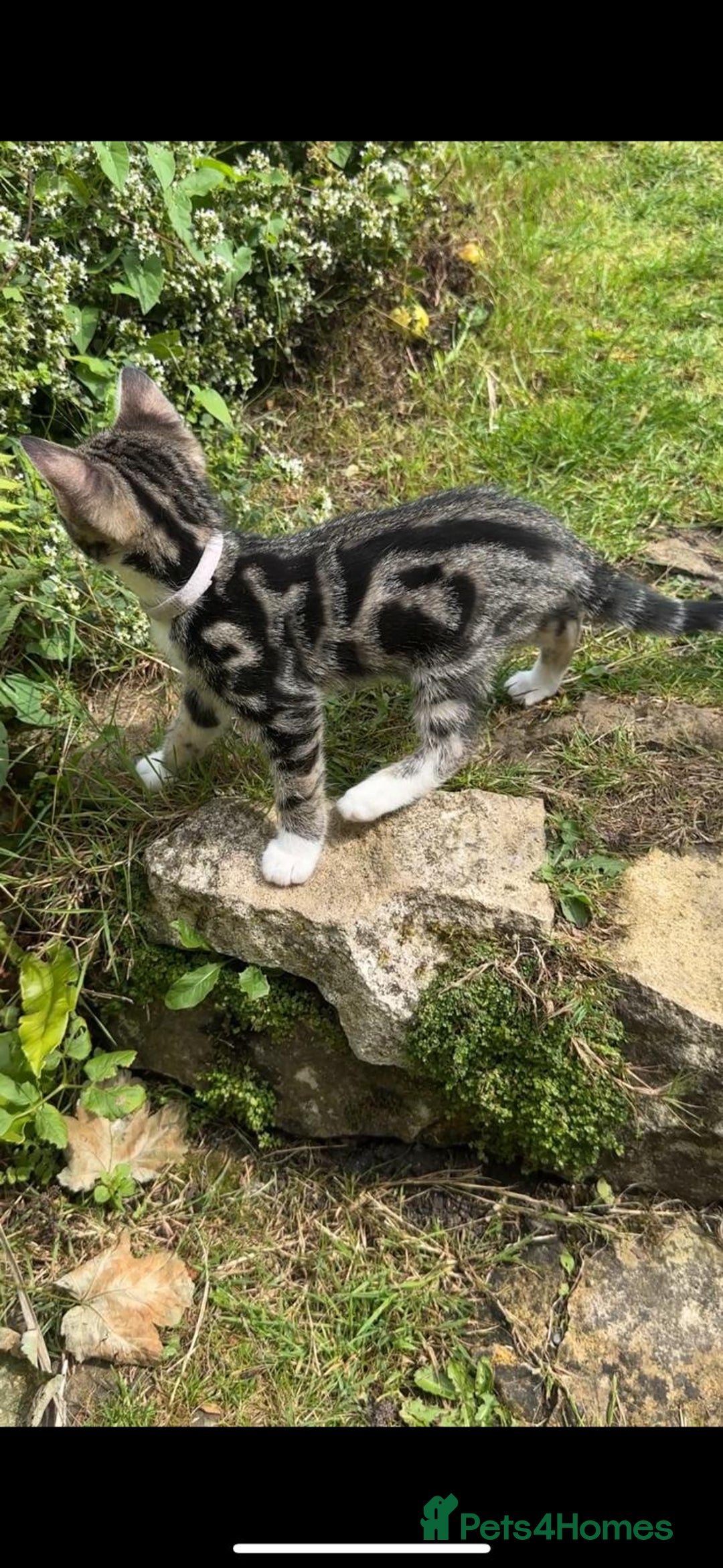 Bengal cats for sale: Stunning Bengal Plus - Image 30