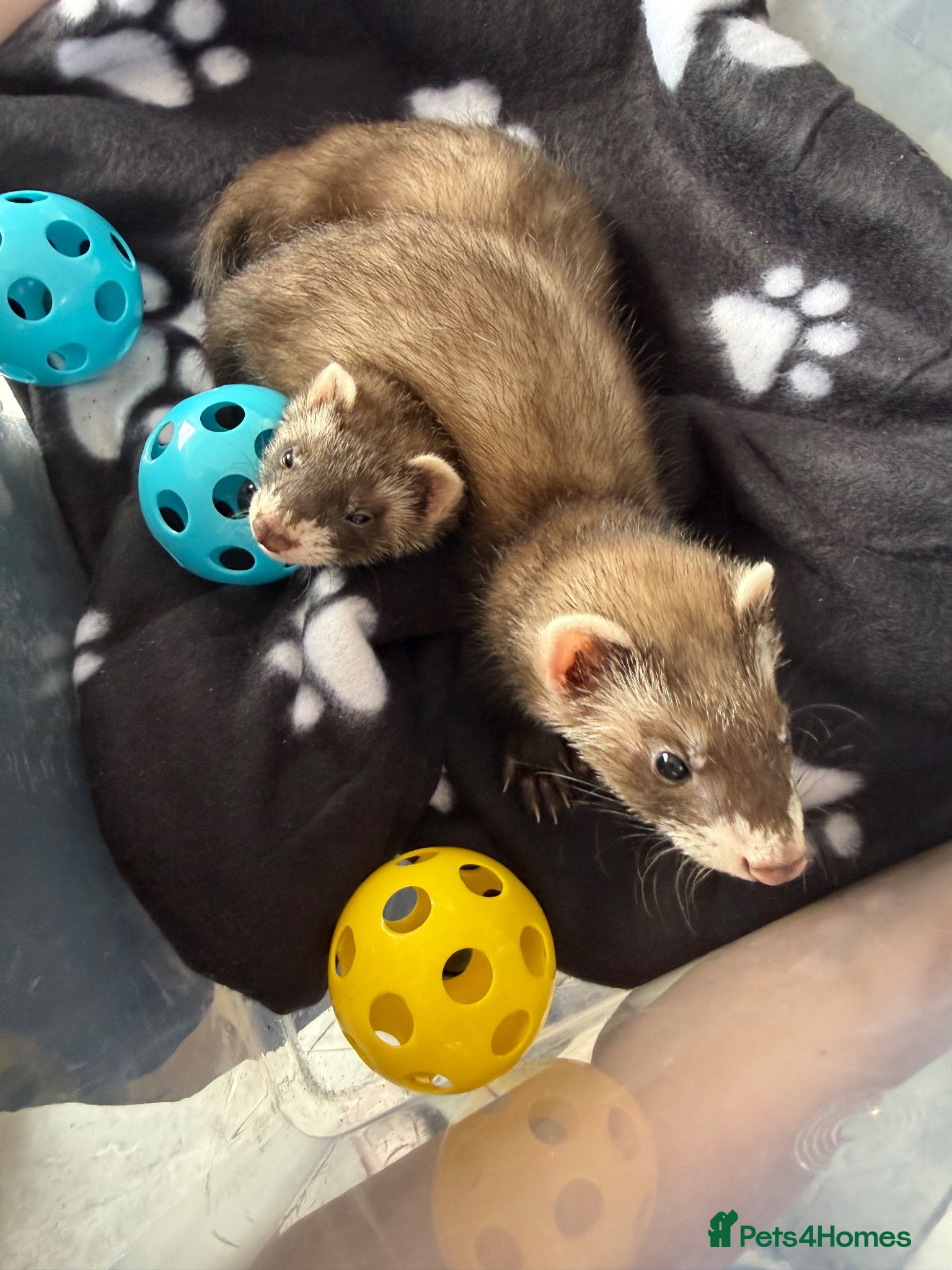 Ferret rodents 2 male 13 week old ferrets & cage - Advert 1