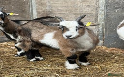 Goats livestock for sale: Hilarious friendly baby Pygmy kids for sale  - Image 2