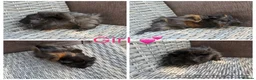 Guinea Pig rodents for sale: Male & Female piggies looking for new laps - Advert 13