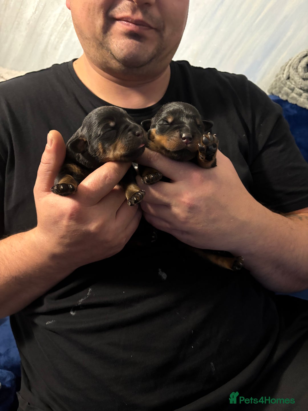 Rottweiler dogs for sale: Rottweiler puppies  - Image 7