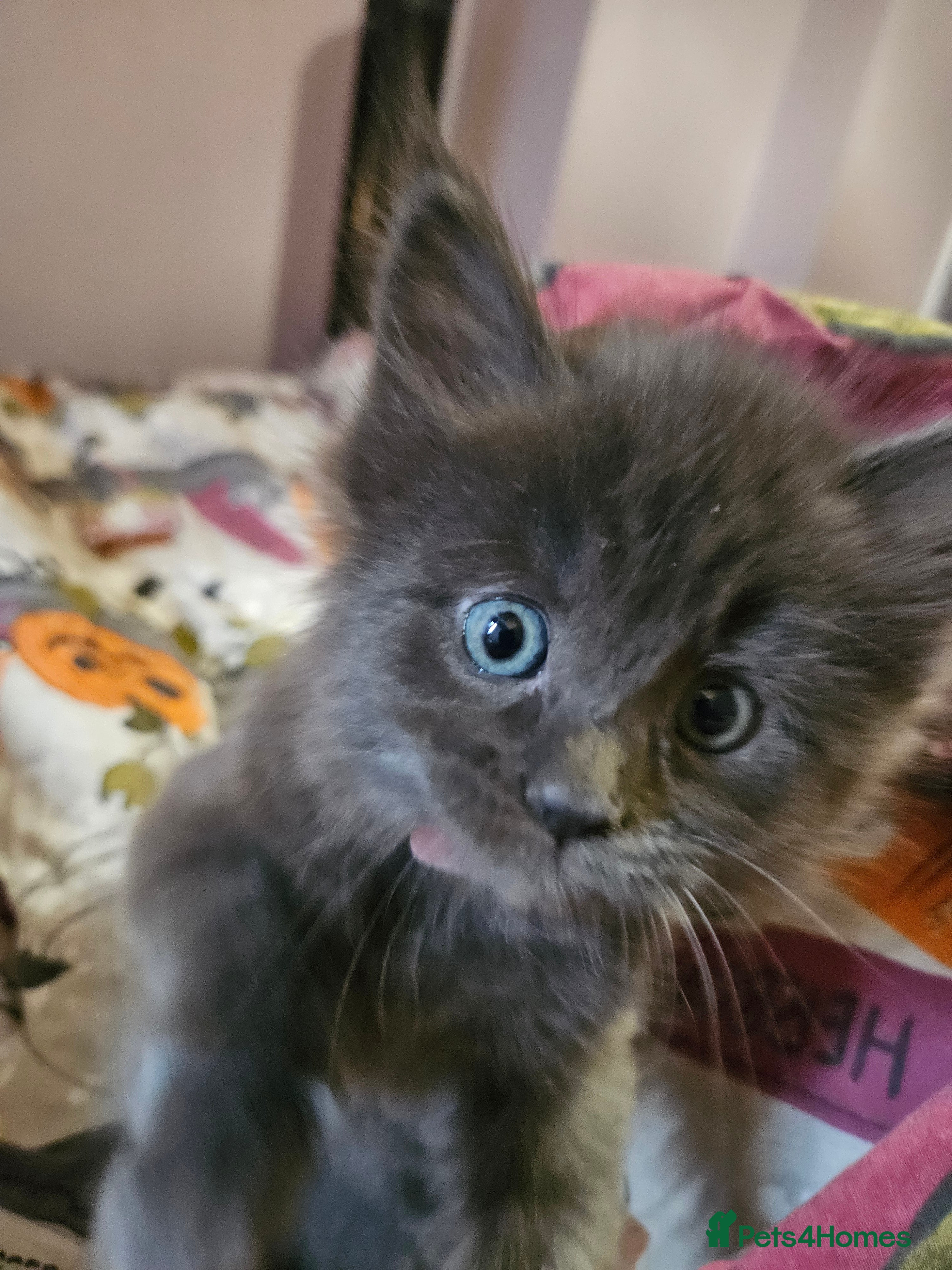 Maine Coon cats GCCF registered Blue  Maine coon litter  - Advert 14