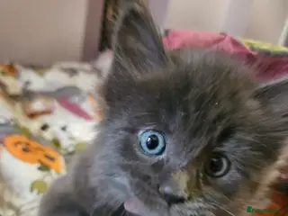 Maine Coon cats GCCF registered Blue Maine coon litter - Advert 14