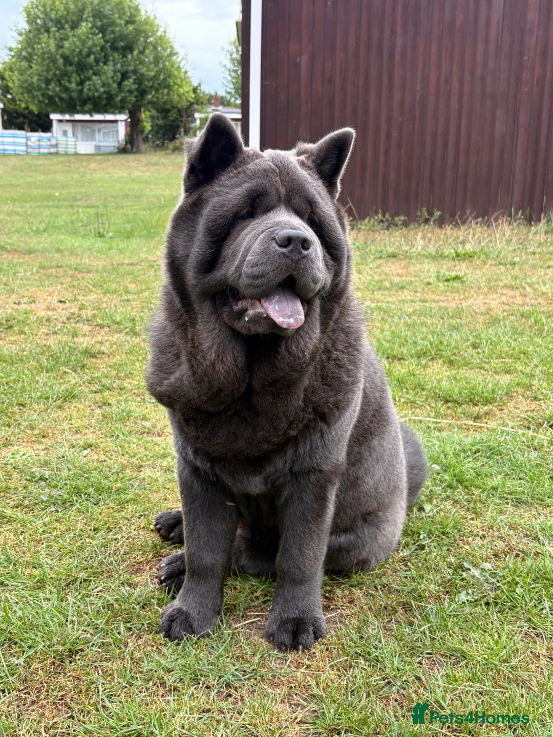Chow Chow dogs for sale: Pedigree Blue Chow Chow in Radlett - Advert 2