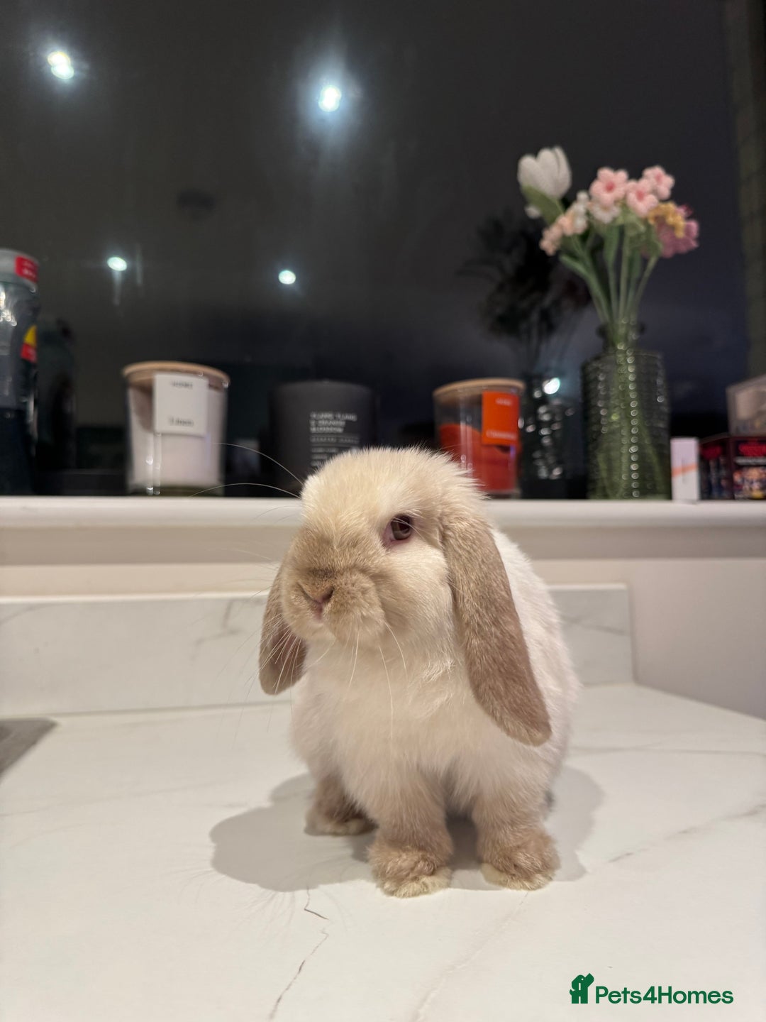 Mini Lop rabbits for sale: Mini Lop looking for loving forever home - Advert 3