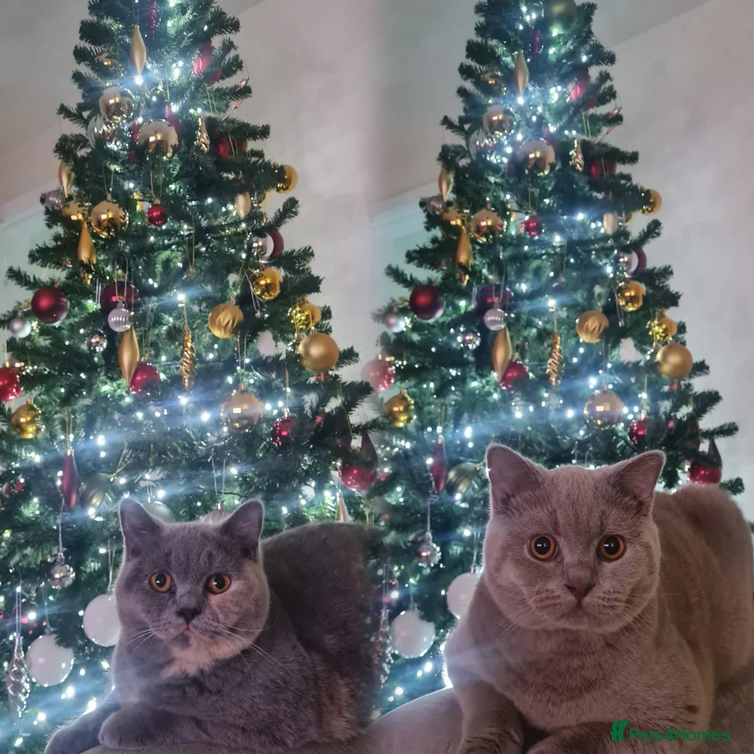 British Shorthair cats for sale: ** Sweet Little BSH Kitten ** - Advert 9