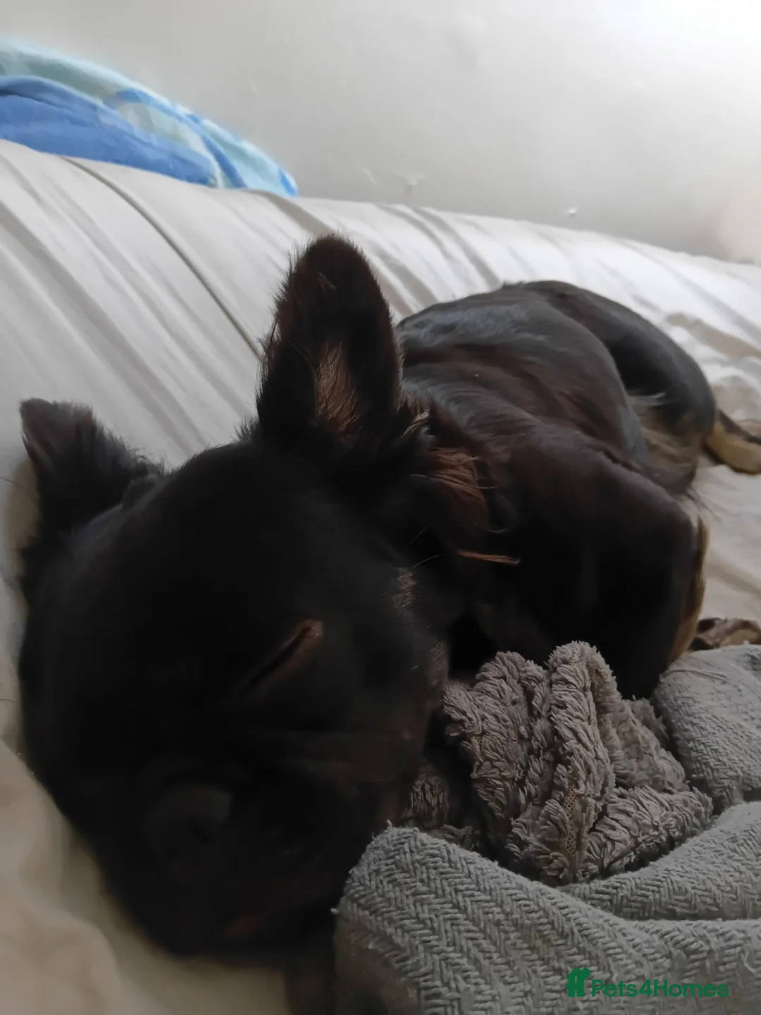 French Bulldog dogs for sale: Fluffy French bulldog  - Advert 2
