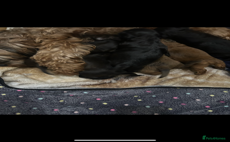 Mixed Breed dogs Shihpoo cross pups ready to leave  - Advert 1