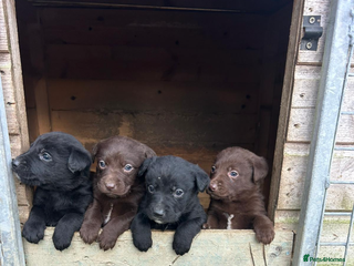 Borador dogs Beautiful Lab Collie Cross - Advert 4